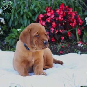 Blaze, Fox Red Labrador Retriever Puppy
